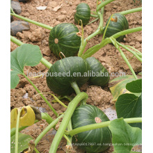 PU10 Beili maduración temprana f1 semillas de calabaza dulce híbridas, semillas para plantar